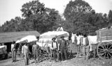 African Americans with wagons of cotton at a gin in Wilcox County, Alabama.