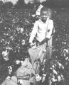 Cotton near Lexington, Tennessee (Wildersville) Field workers picking cotton.