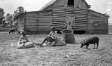 African American children with pigs in front of a barn in Wilcox County, Alabama.