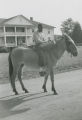 Walter Woods on a mule at either Miller's Ferry or Camden in Wilcox County, Alabama.