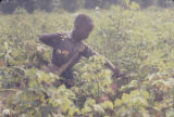 Young boy picking cotton in the field of Mrs. Minnie B. Guice near Mount Meigs in Montgomery County, Alabama.