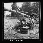 Feeding the sorghum cane into the mill to make syrup on property of Wes Chris, a tobacco farm of about 165 acres in a prosperous Negro settlement near Carr, Orange County, North Carolina