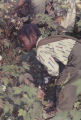 Young boy picking cotton in the field of Mrs. Minnie B. Guice near Mount Meigs in Montgomery County, Alabama.