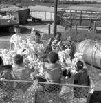 African American children and white children playing in bin of cotton: Image 5