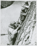 Three African American GI's climbing a rope wall during practice for a sea rescue maneuver, Fort Lawton, Washington