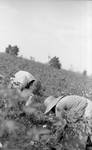 African American man and woman picking cotton