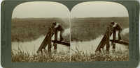 Opening the flood-gates -- flooding a rice field at High Tide, South Carolina, U.S.A.