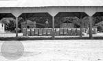 Two African American men walking on top of large bales of cotton: Image 2