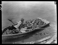 Closeup of boatload of oysters