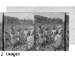 Colored children picking cotton in groups to stimulate competition in picking, Georgia