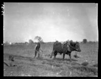 Plowing on Lady's Island