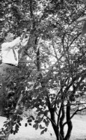 Thumbnail for Jackson Davis on a ladder in a tree