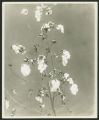 Studio shot of stalk of cotton with open bolls