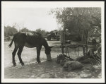 [Mule eating from a bag, Spain]