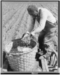 Butler County, Ala. Apr. 1941. Cotton seed goes from the basket into the ground