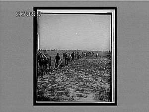 Colored students plowing at Tuskegee Institute, Tuskegee. [Caption no. 11150 : interpositive.]