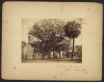 Live oak and palmetto tree, Elliot's Hilton Head, S.C.