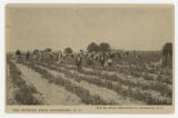 Pea Picking Near Goldsboro, N.C.