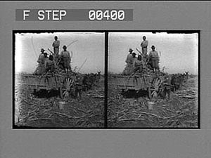 A load of cane on a sugar plantation near New Orleans, La. [Active no. 809 : stereo. photonegative.]