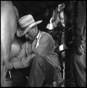 Man Grimacing while Milking a Cow near Children