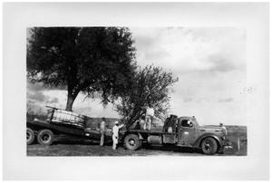 Truck Carrying Trees