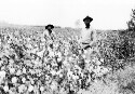 Two unidentified African American men standing in a cotton field