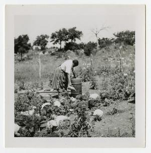 Woman and Turkeys in a Garden