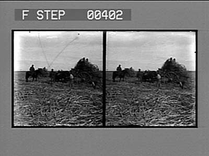 Loading the cane for the mill on a plantation near New Orleans, La. [Active no. 810. Stereo photonegative.]