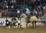 Bull-dogging at the Martin Luther King, Jr., African-American Heritage Rodeo, one of the National Western Stock Show events in Denver, Colorado