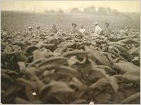 Tobacco fields.