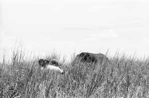 Eliot Elisofon and cameraman George Bracher filming wildlife. Virunga National Park, Congo (Democratic Republic)