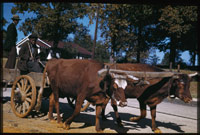 Yoked cows, farm wagonnear Eutaw, Alabama