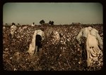 Day laborers picking cotton near Clarksdale, Miss.