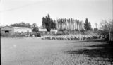 Argentina, flock of sheep near headquarters of Estancia Jones