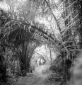 Los Baños (Philippines), Cabo negros palms hanging over trail