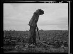 Negro hoeing cotton near Yazoo City, Mississippi