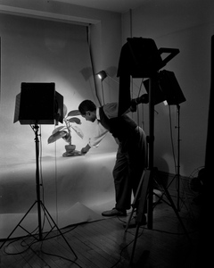 Robert Scurlock positioning a plant for a photograph at the Capitol School of Photography??. Black-and-white photonegatve.