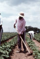 Farm photos and Parchman Ferris 011