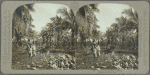 Coconut plantation, Jamaica