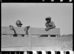 Negro boys in cotton truck, Lake Dick Project, Arkansas