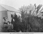 A Negro homestead in the Bermuda Islands