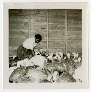 Mrs. Dena Collins with Turkeys