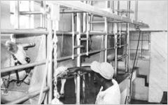 African American man working with cows in barn