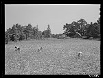 Negro tenants picking cotton. On Highway 15, about seven miles south of Chapel Hill. Chatham County, North Carolina