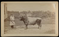 Agriculture Department Livestock, circa 1890