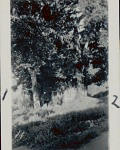 [Sacred trees of Exu and Oxossi, showing height of trees, near Gantois temple], 1938 September