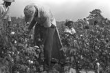 People picking cotton in the field of Mrs. Minnie B. Guice near Mount Meigs in Montgomery County, Alabama.