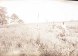 Harvesting rice on Hope Plantation near Walterboro