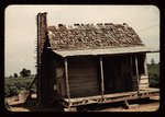 An old tenant house with a mud chimney and cotton growing up to its door, which is occupied by Mulattoes, Melrose, La.