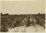 View of the berry fields near Baltimore, Md. Many girls and boys, old and young, working here with the negroes who are often not good associates.  Location: Baltimore, Maryland.